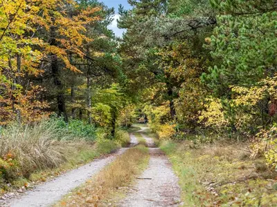 a dirt road in the middle of a forest at Holiday Home Eimi - 1-5km from the sea by Interhome in Blokhus