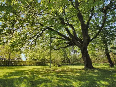 a tree in a field with a swing under it at Holiday Home Sophia - 8km from the sea by Interhome in Thisted