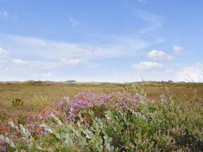 a field with pink flowers in the middle of a field at Holiday Home Margrethe - 1-1km from the sea by Interhome in Bedsted Thy