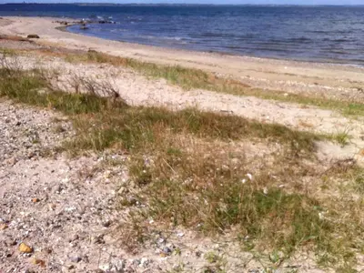 a beach with some grass and the water at Holiday Home Elis - 90m to the fjord by Interhome in Roslev