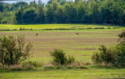 two horses grazing in a field of grass at 2 Bedroom Gorgeous Home In Roslev in Roslev