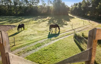 two horses grazing in a field behind a fence at 2 Bedroom Gorgeous Apartment In Pandrup in Pandrup