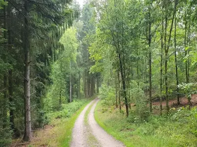 a dirt road in the middle of a forest at 6 person holiday home in Løgstør-By Traum in Løgstør